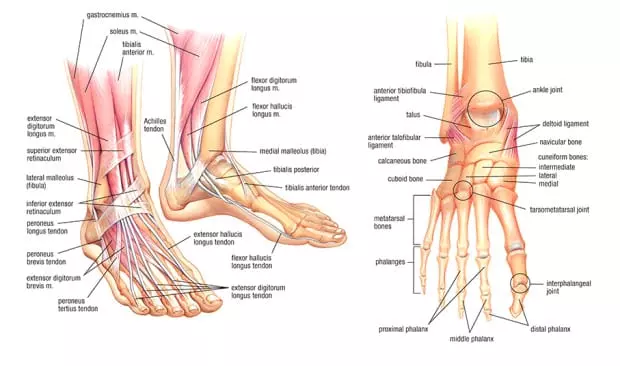 tendons in the foot